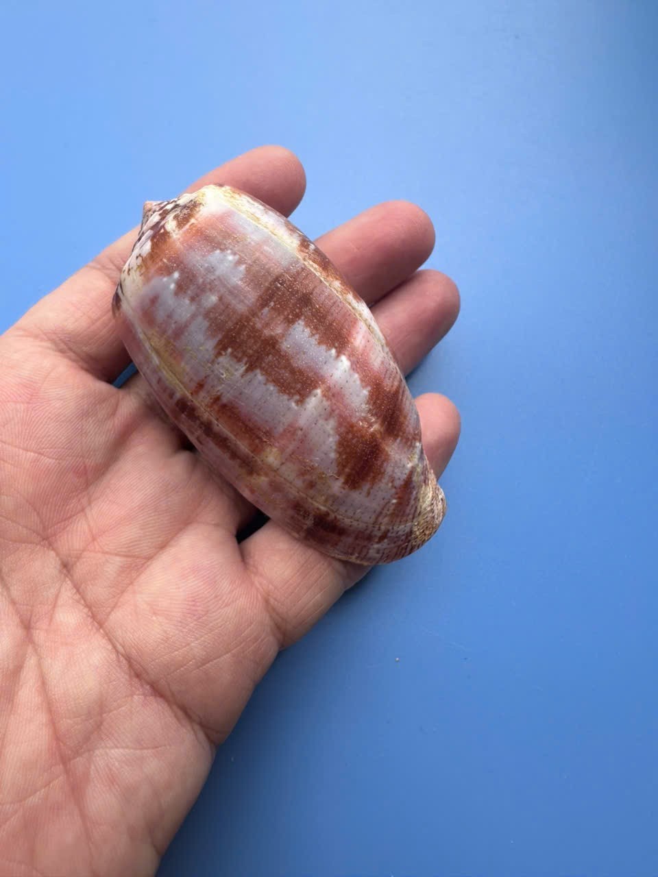 75.2mm | Conus Tulipa|BIG size | Nice shell