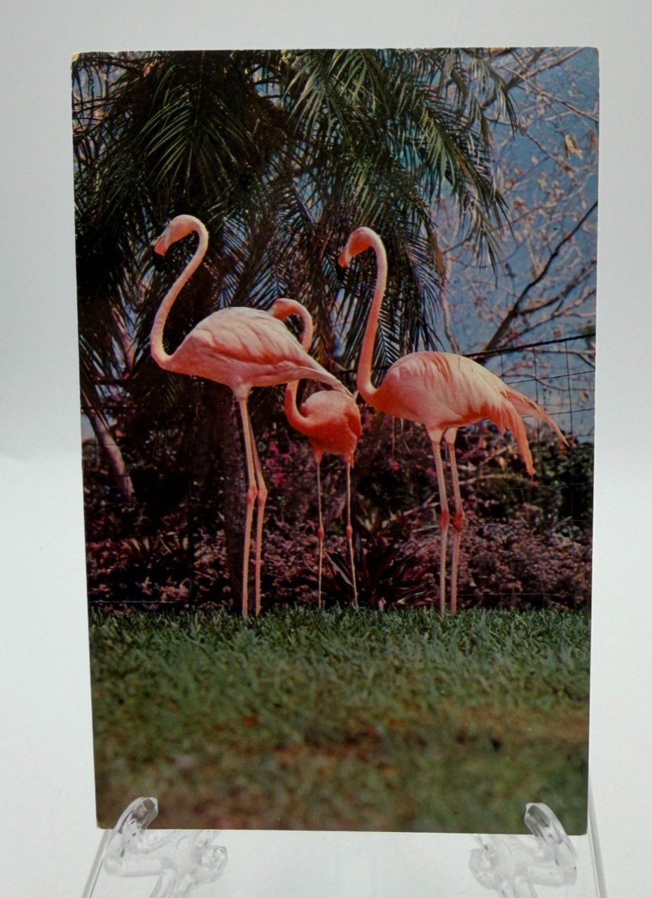 Vintage Postcard Miami FL Parrot Jungle Florida Flamingo Nature Scene 1950s