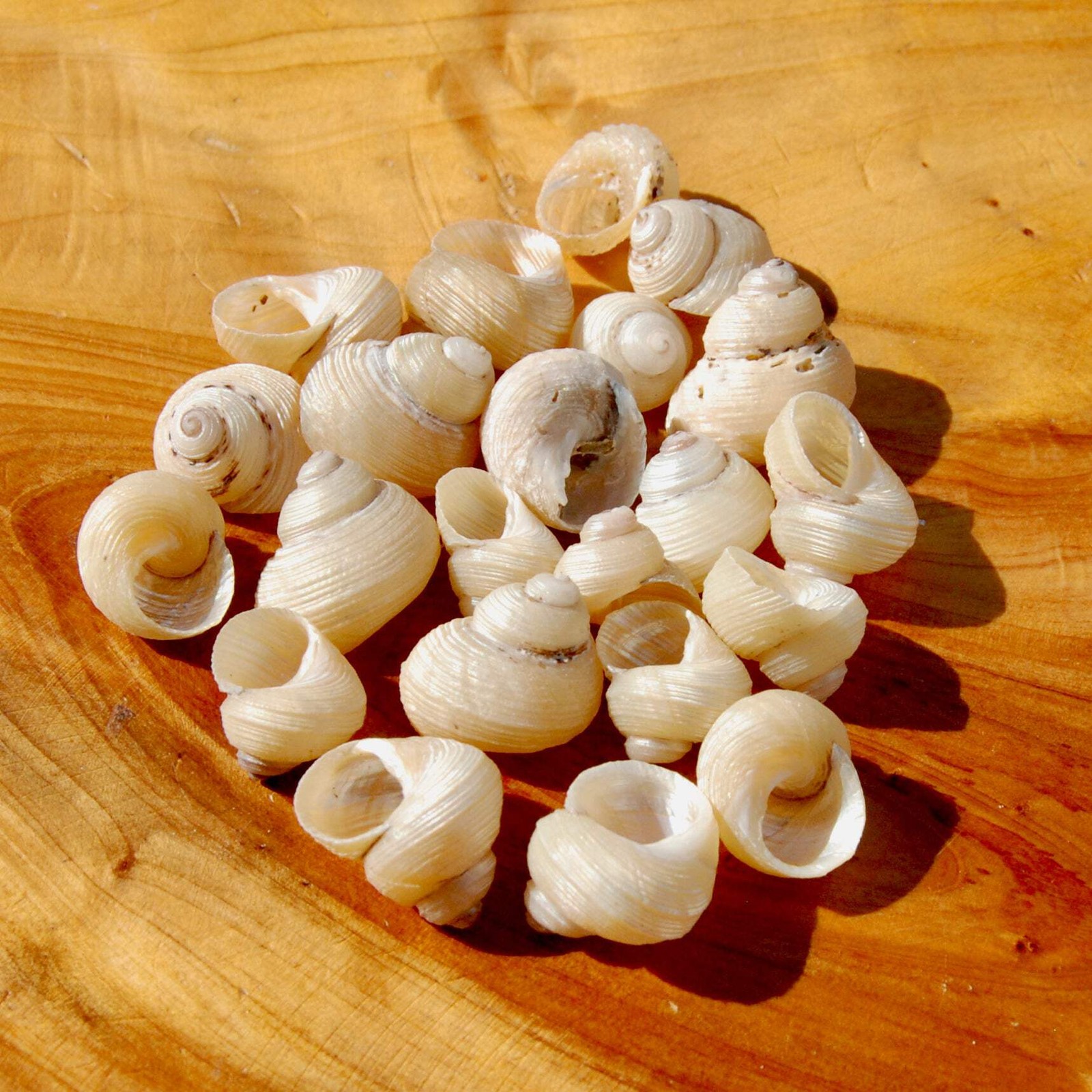 6pcs Mini Pearlized Turbo Shells, Polished Mother of Pearl Seashells
