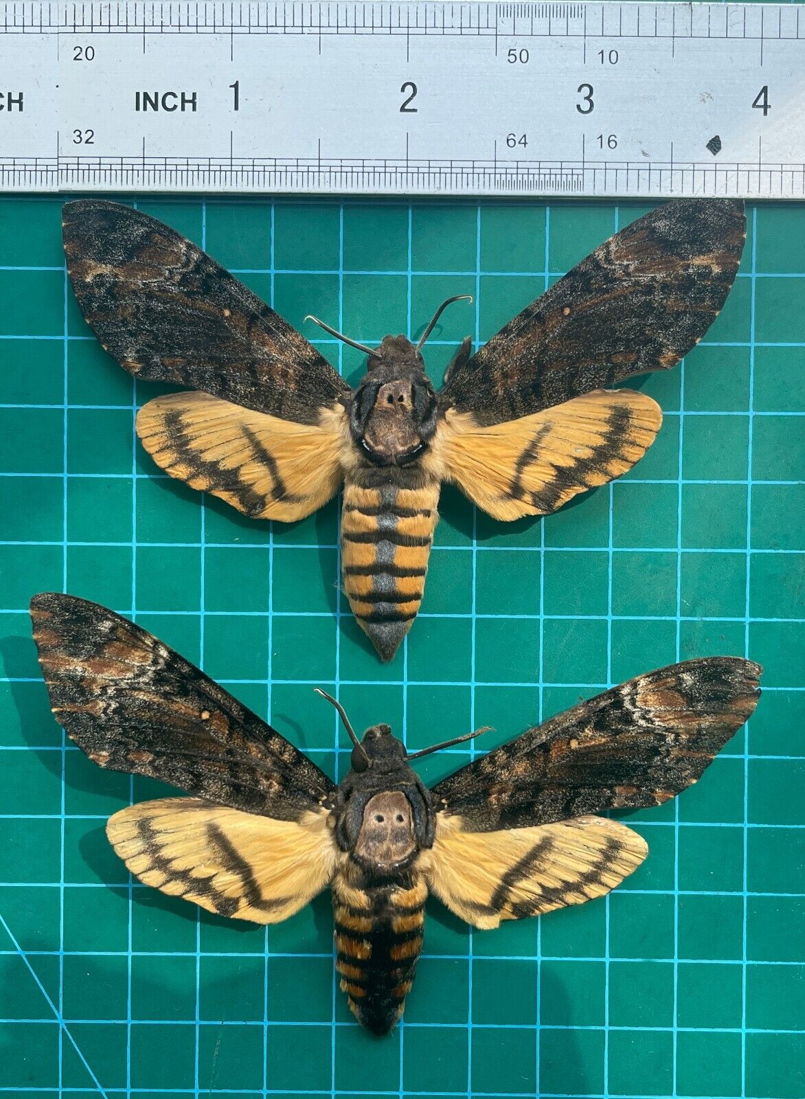 2 Real Death Head Moth Hawk Taxidermy Insect Collections Gift Entomology Lover