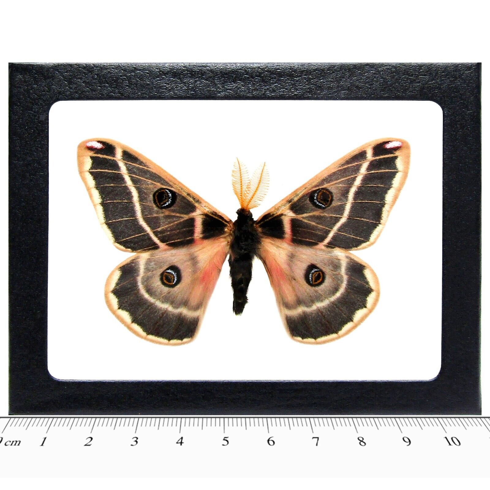 Agapema homogena pink saturn moth Arizona USA FRAMED