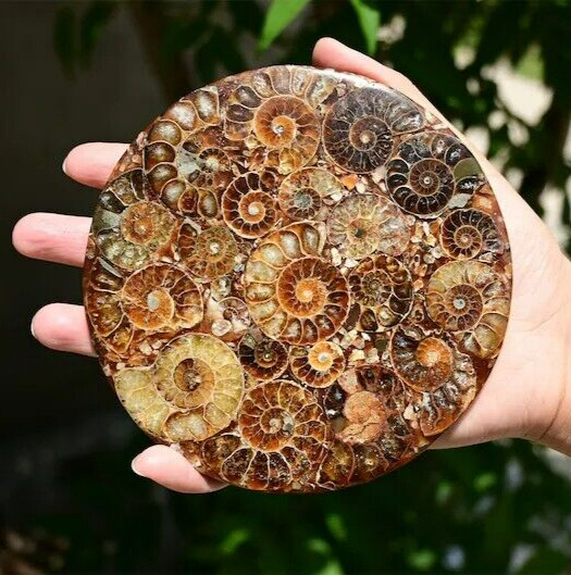 100G+ Natural Ammonite Fossil shell 11cm Plate Disk Conch Home Decor Ornament