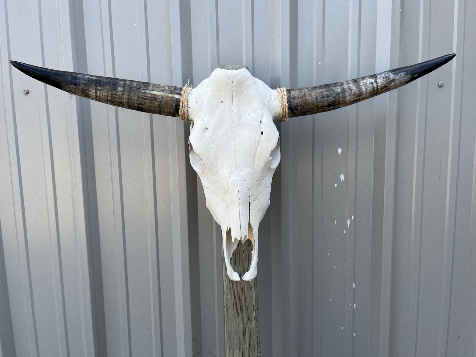 Longhorn STEER SKULL 3 Feet 1 1/2”  WIDE Polished Horns BULL HORN COW Repaired