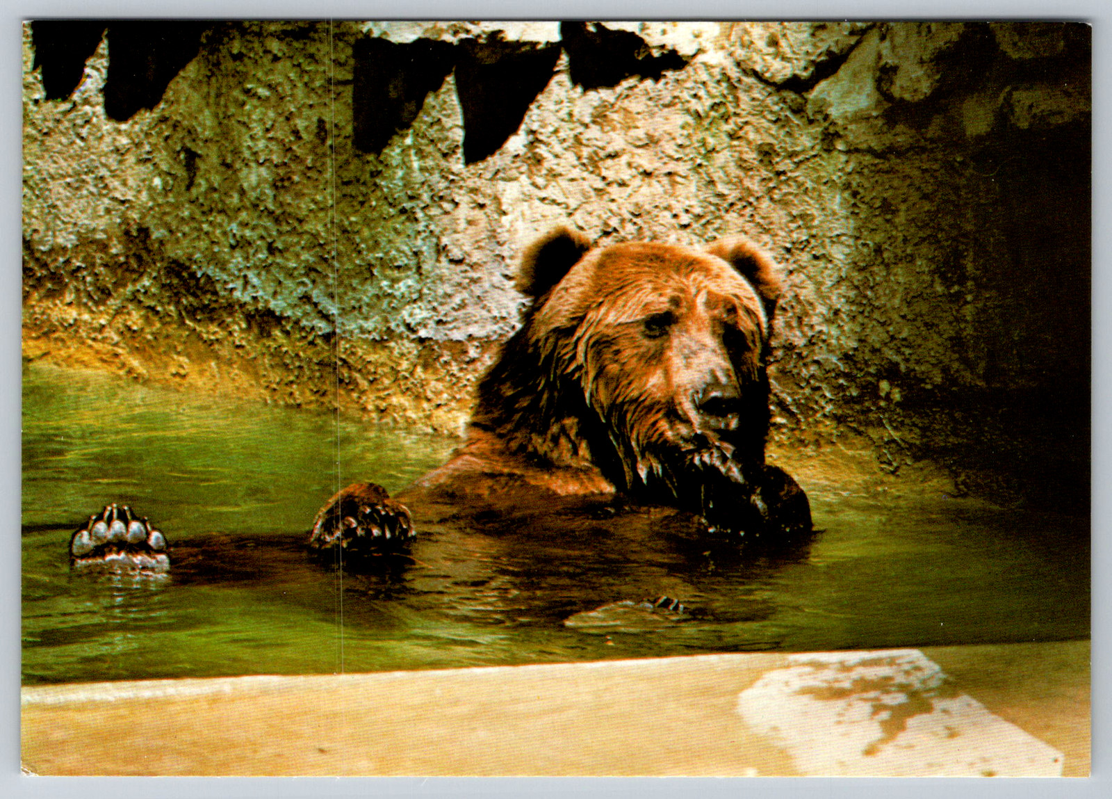 c1980s San Diego Zoo Alaskan Brown Bear Ireland Postcard
