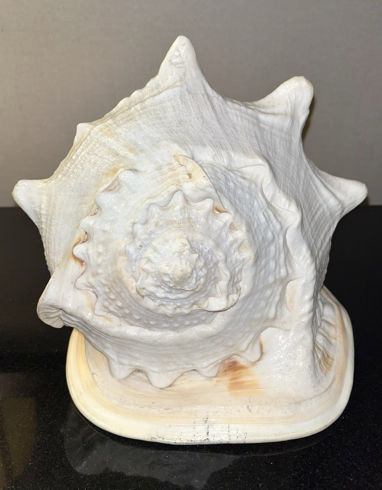 Large Horned Queen Helmet Conch Sea Shell 9” Beach Decor Nautical