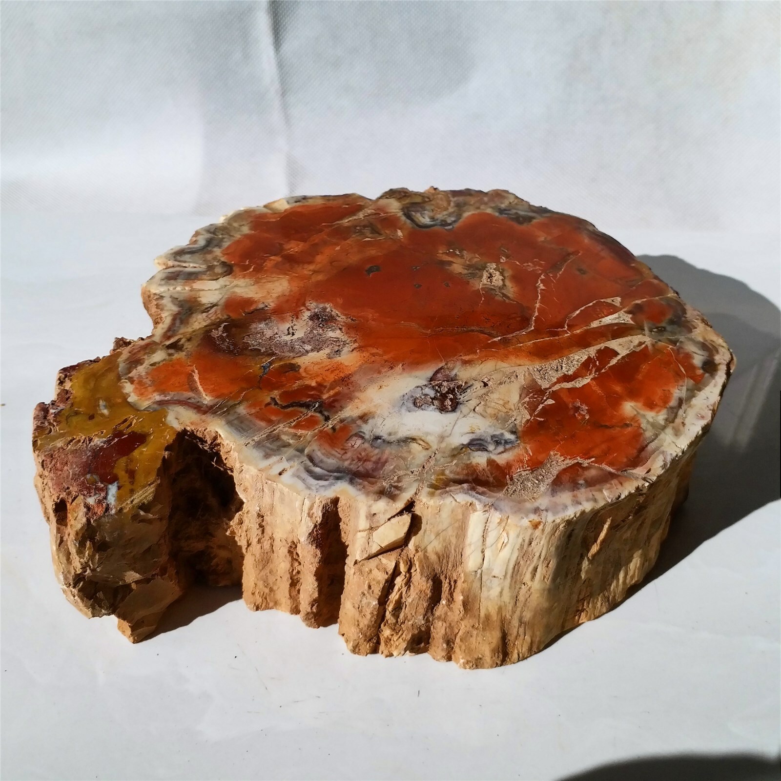 2540g Polished PETRIFIED WOOD BRANCH Fossil Madagascar B3179