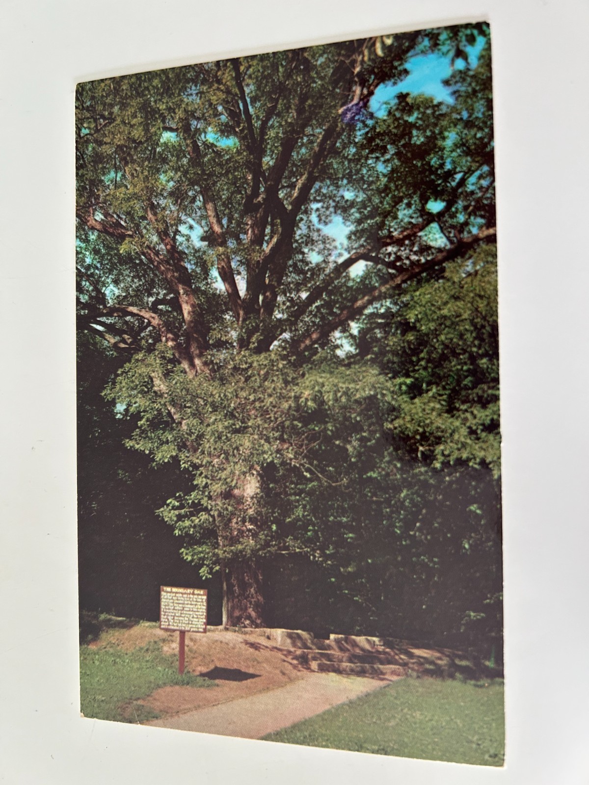 The Boundary Oak Abraham Lincoln Birthplace National Historic Site Hodgenville