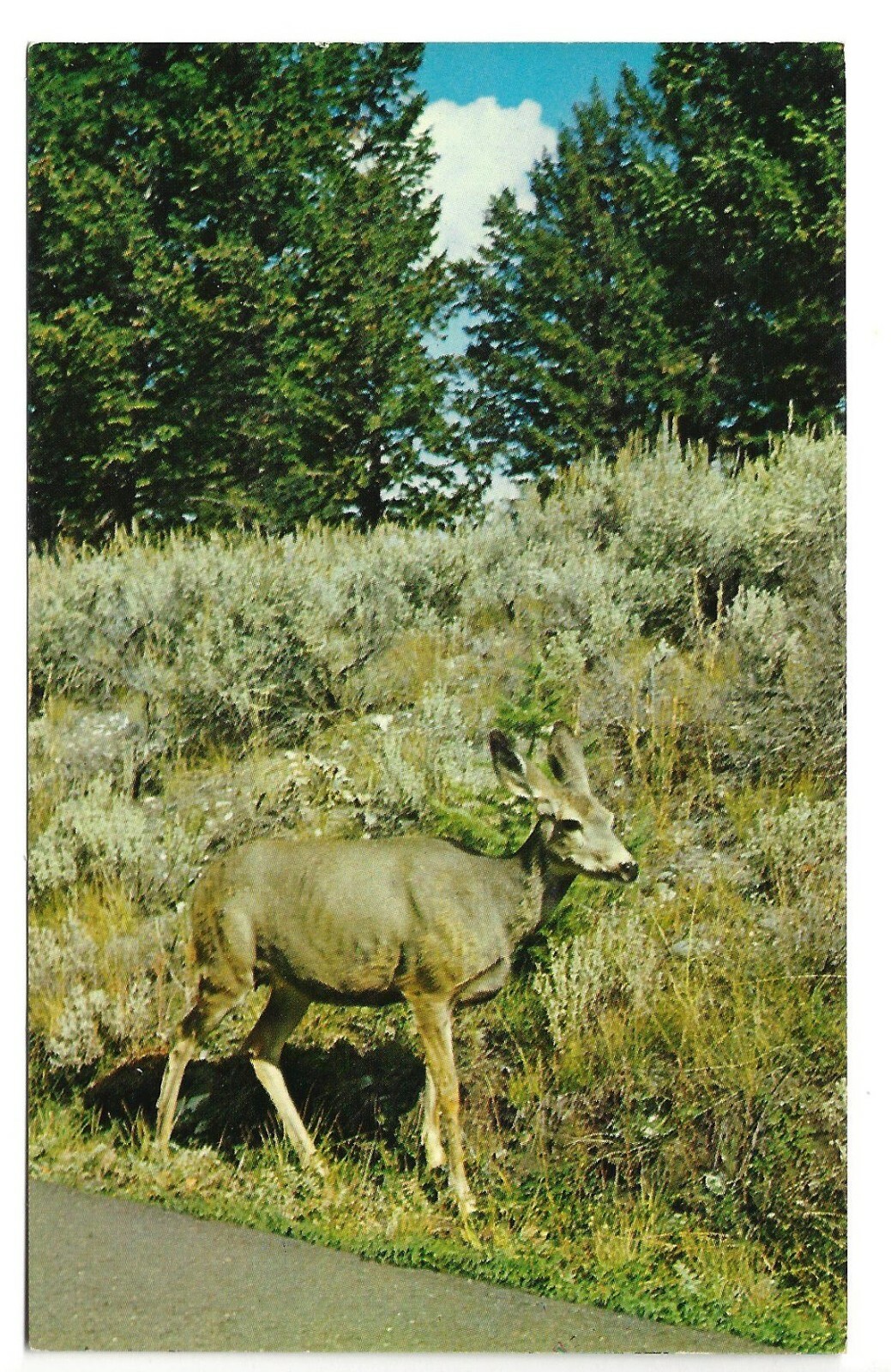 Deer Near Tower Falls, Yellowstone National Park, c1950s Unused Postcard