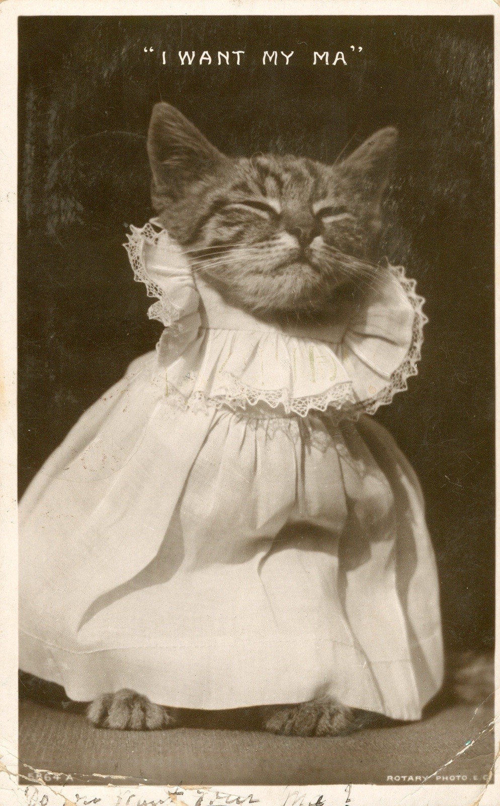 1907 Cat Kitten RPPC Postcard Antique Anthropomorphic 'I want my Ma' Adorable