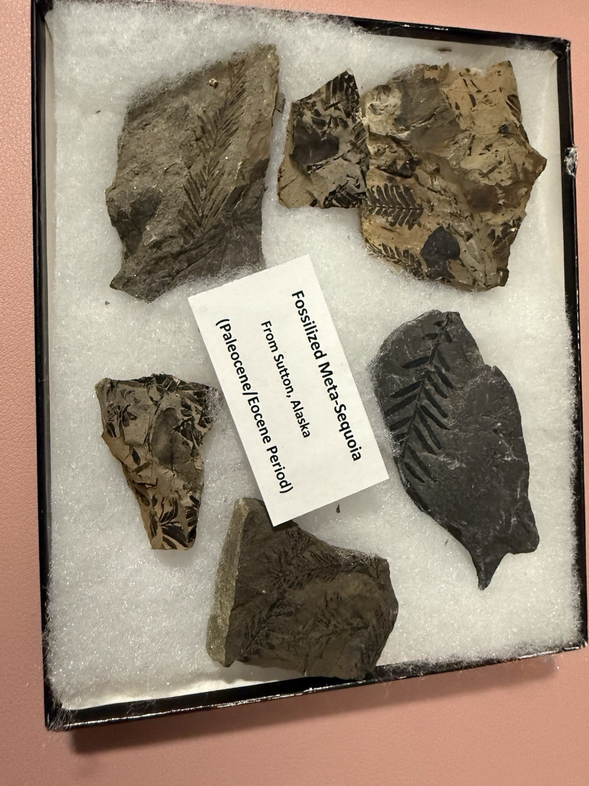 fossilized meta-sequoia paleocene (Alaska) Beautiful 17 Fossils fossilized meta-sequoia paleocene (Alaska) Beautiful 17 Fossils