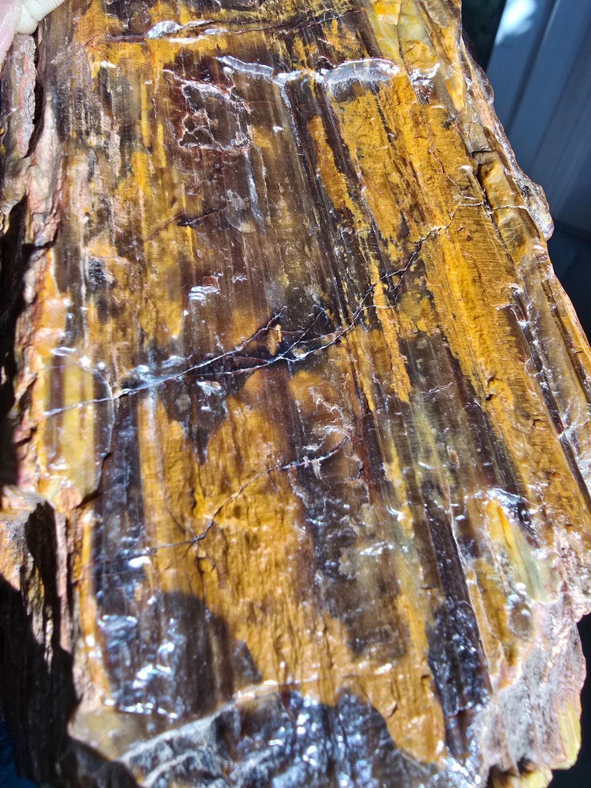 Stunning Crook County Oregon Petrified Wood – Hampton Butte Area – 3 lb 13.2 oz
