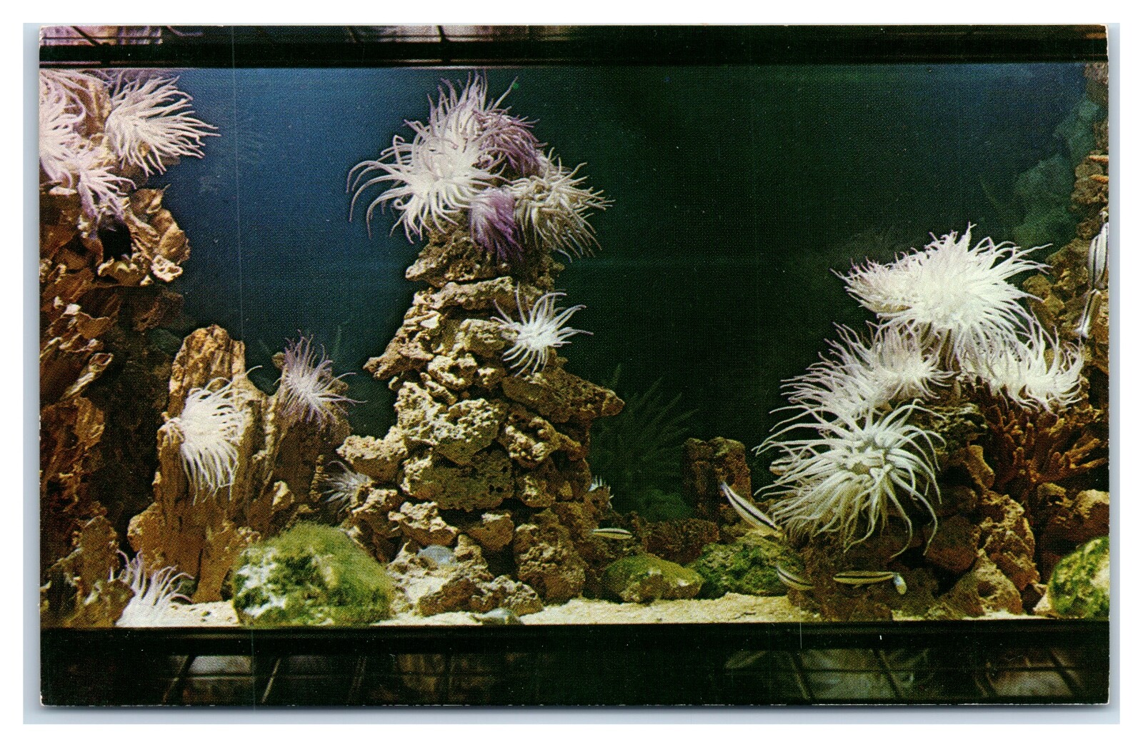 Beautiful Flower Like Sea Anemones at Seaquarium Miami FL c1950s Postcard