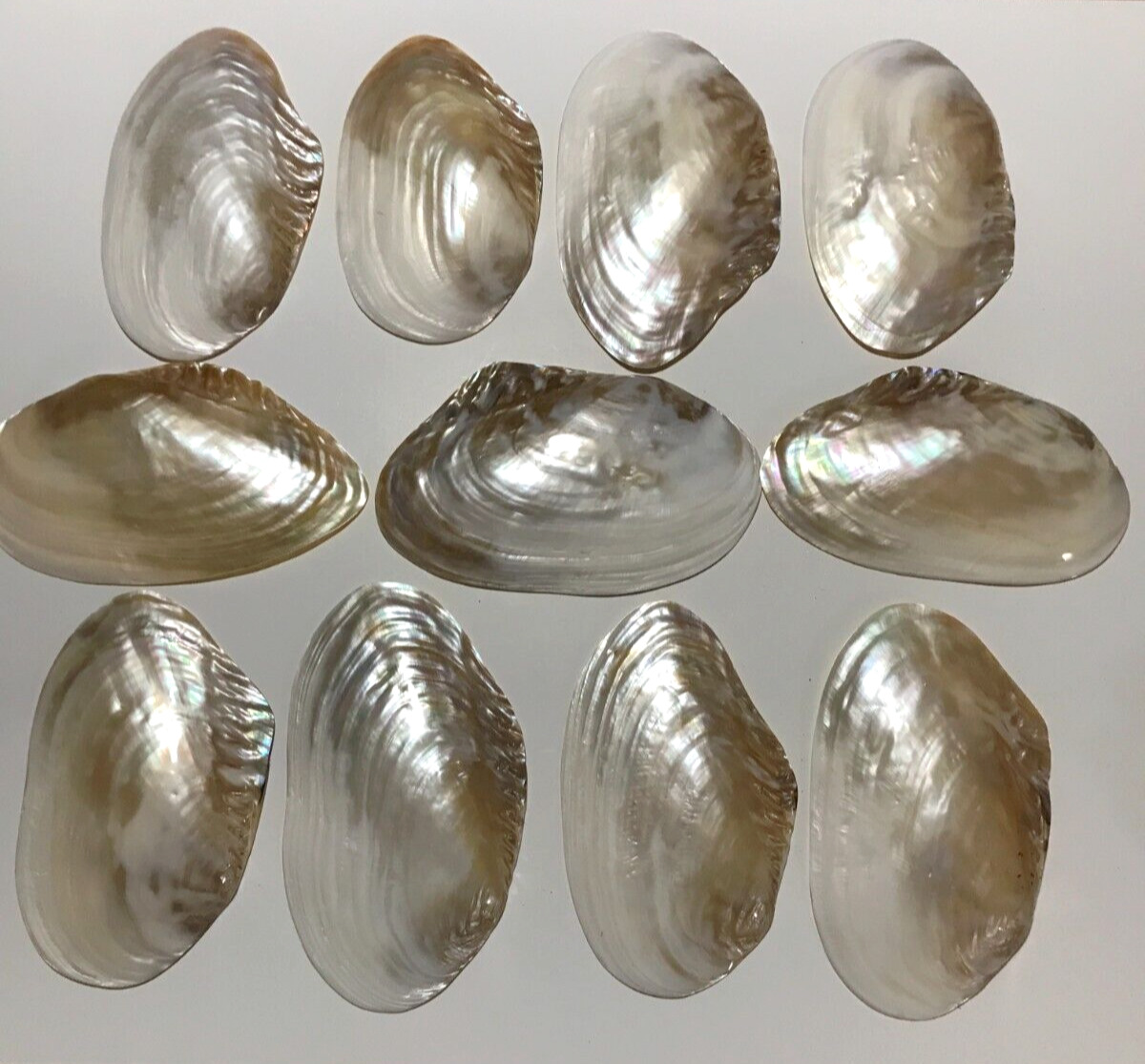SET OF 11 - Large Pearlescent Cebu Clam Shells Seashells Size Range 7\