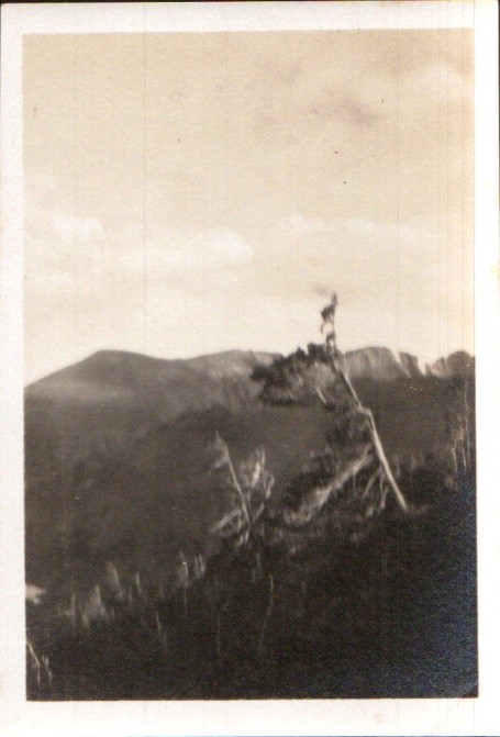 Vintage Antique Black & White Photograph Landscape Mountains Trees