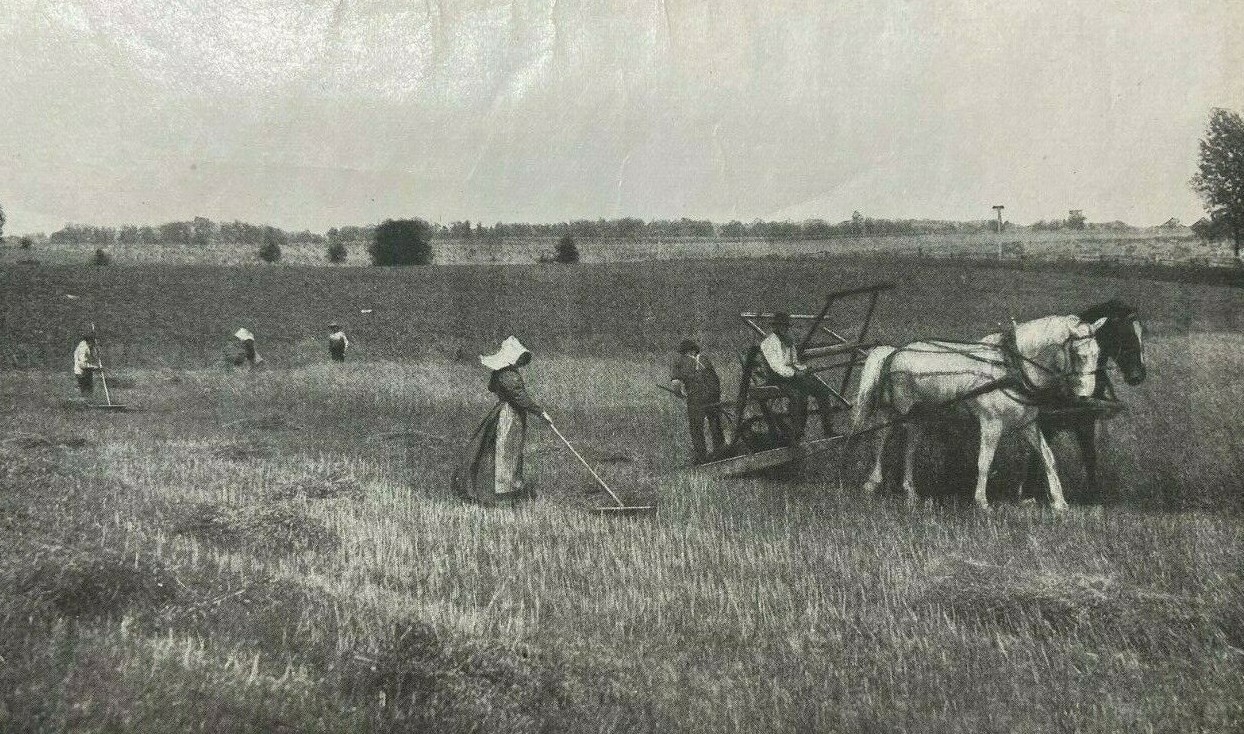 1901 Wheat Growing and Harvesting in the United States illustrated