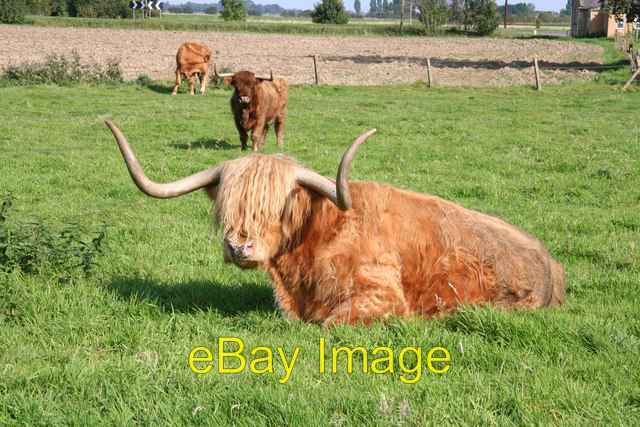 Photo 6x4 Lowland Highland Brothertoft Highland cattle ... about 3m above c2008