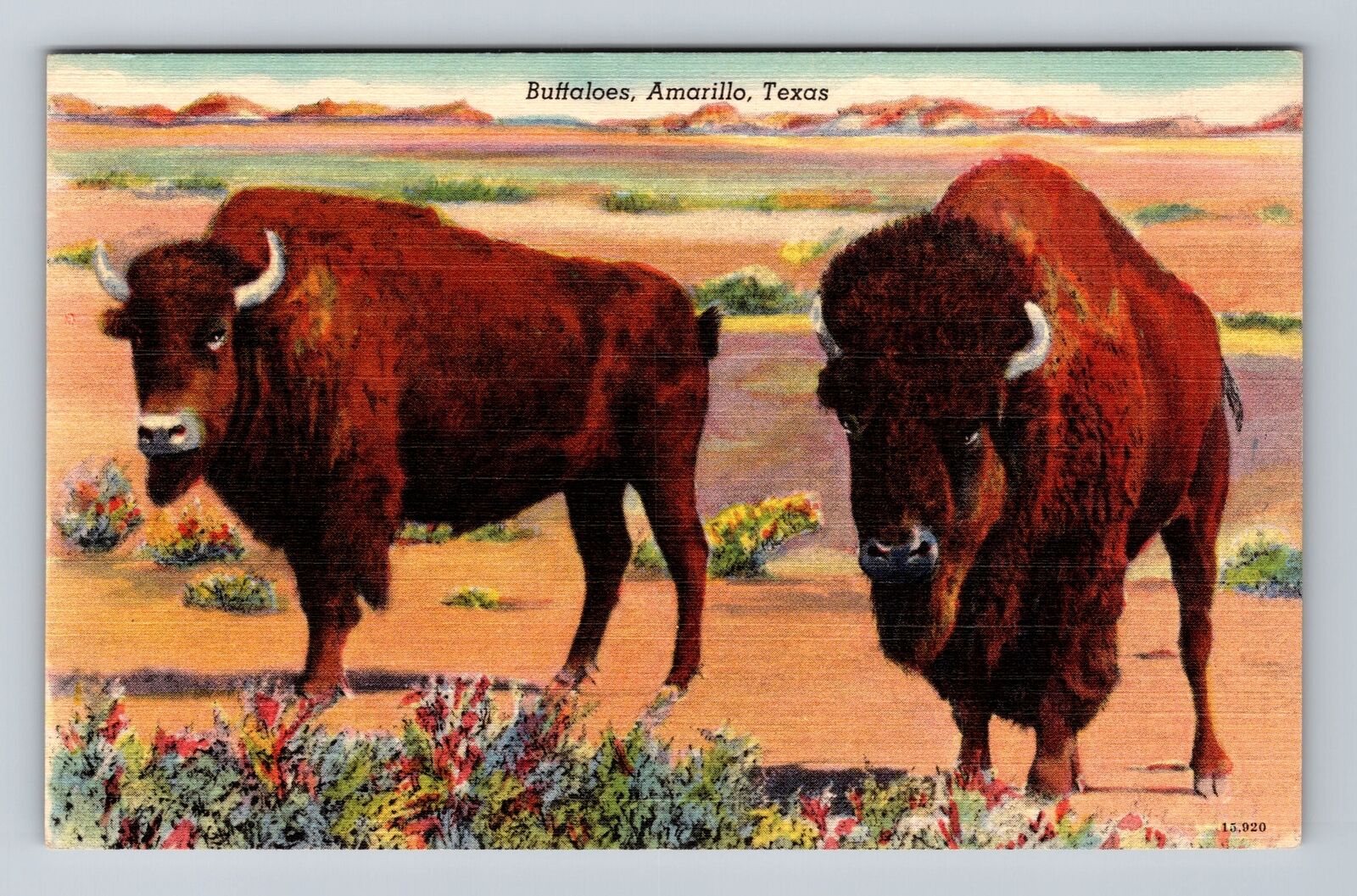 Amarillo TX-Texas, Scenic View Buffaloes Grazing, Antique Vintage Postcard