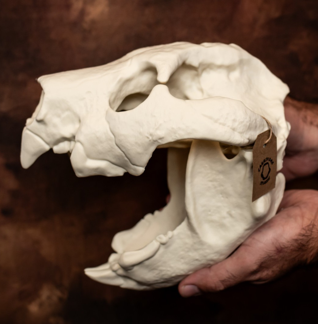 Thylacoleo Skull Replica Life Size Marsupial Lion Skull Ice Age Predator