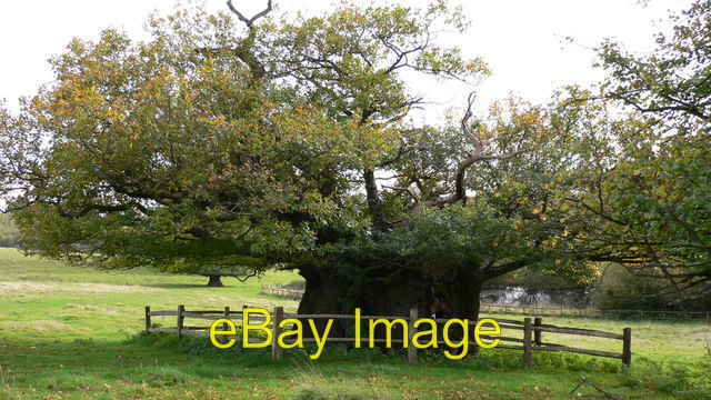 Photo 6x4 The Elizabeth Oak in Cowdray Park Leggatt Hill This very old tr c2008