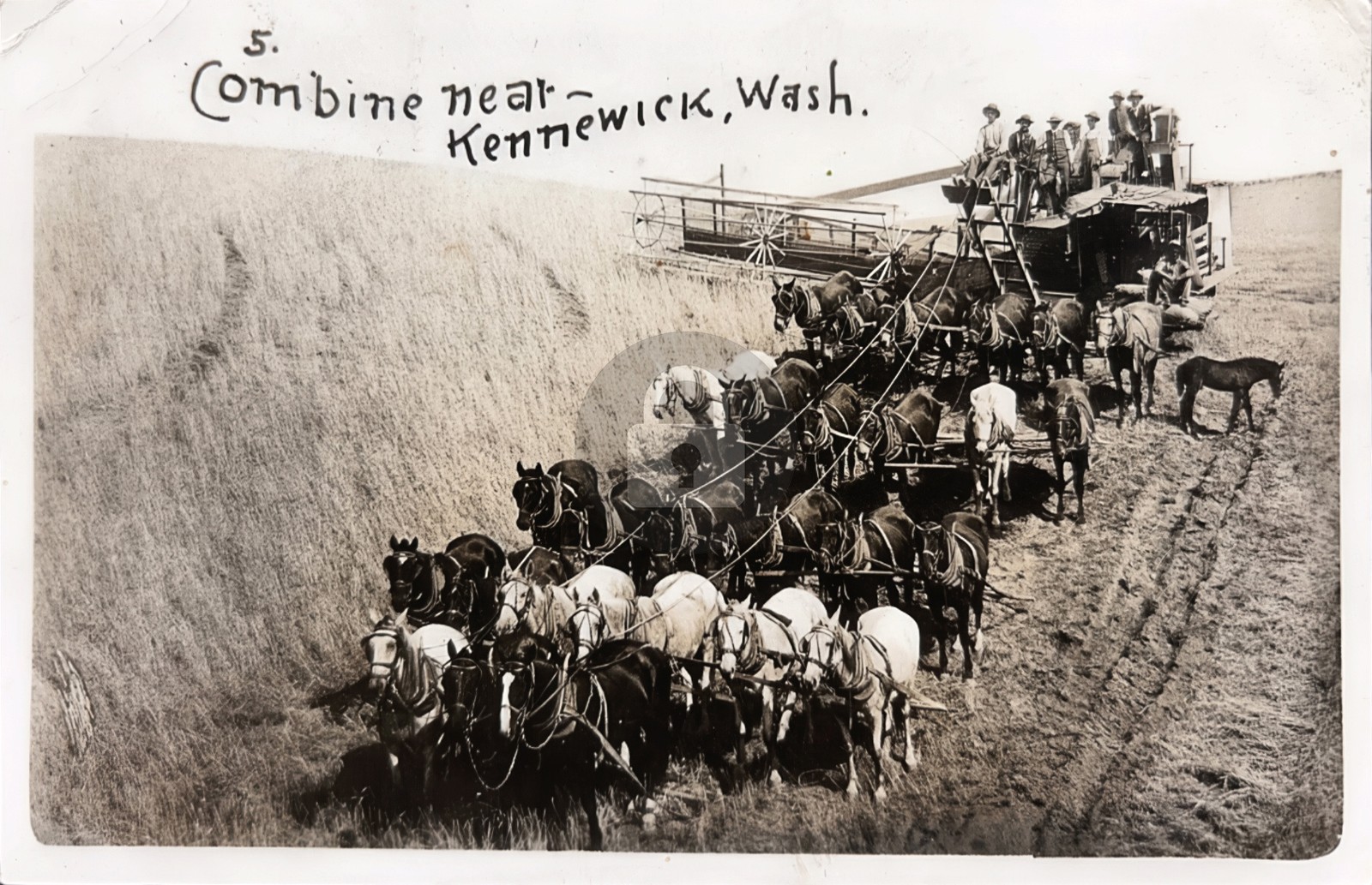 Kennewick Washington Combine Wheat Harvest WA RPPC Photo Postcard COPY