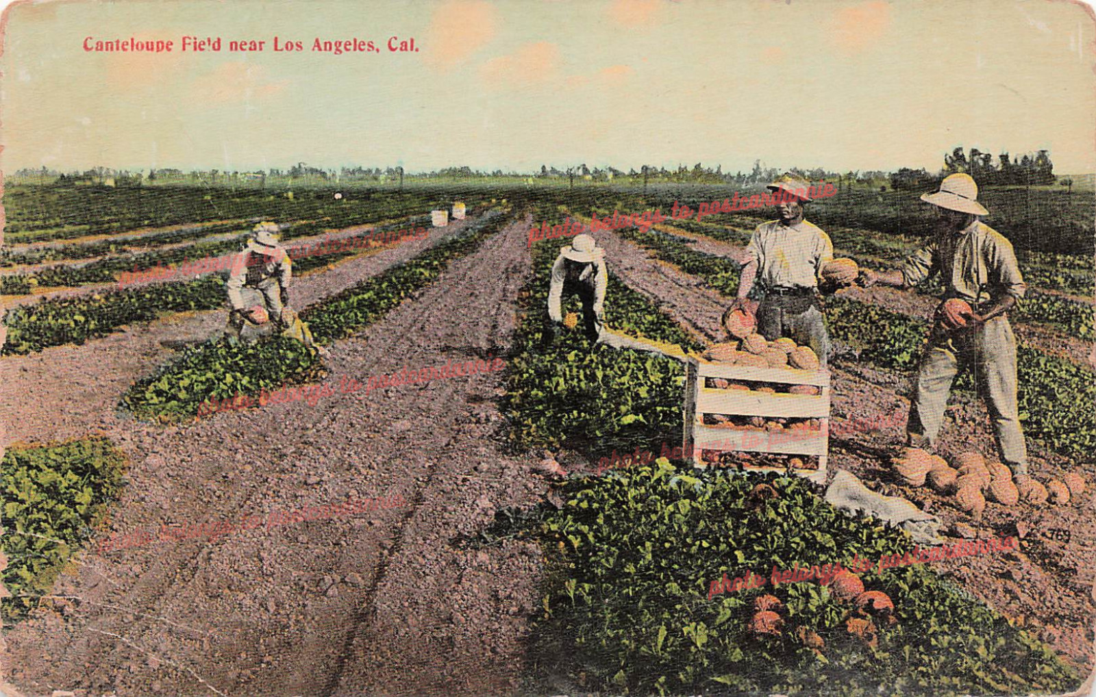 Los Angeles Covina California Kiyan Brothers Farm Early 1900s Vtg Postcard G38