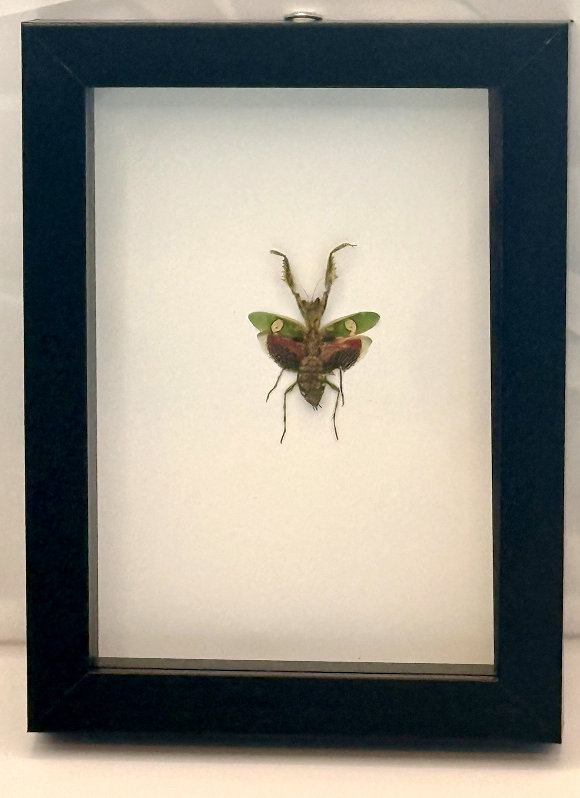 Framed Jeweled Flower Mantis Specimen (Creobroter gemmatus), Vietnam