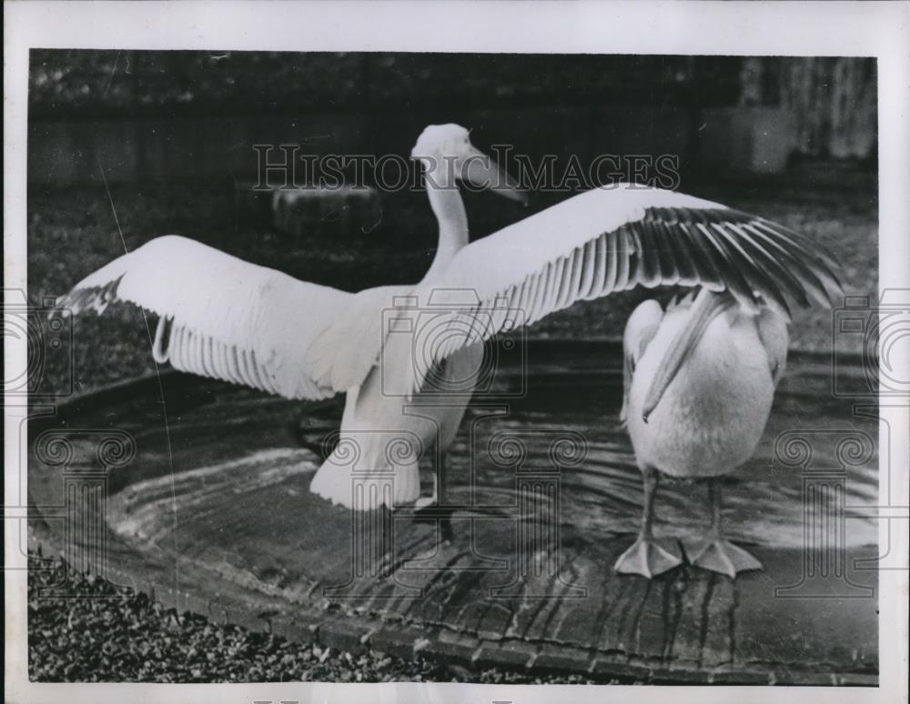 1952 Press Photo The pelicans at the London Zoo