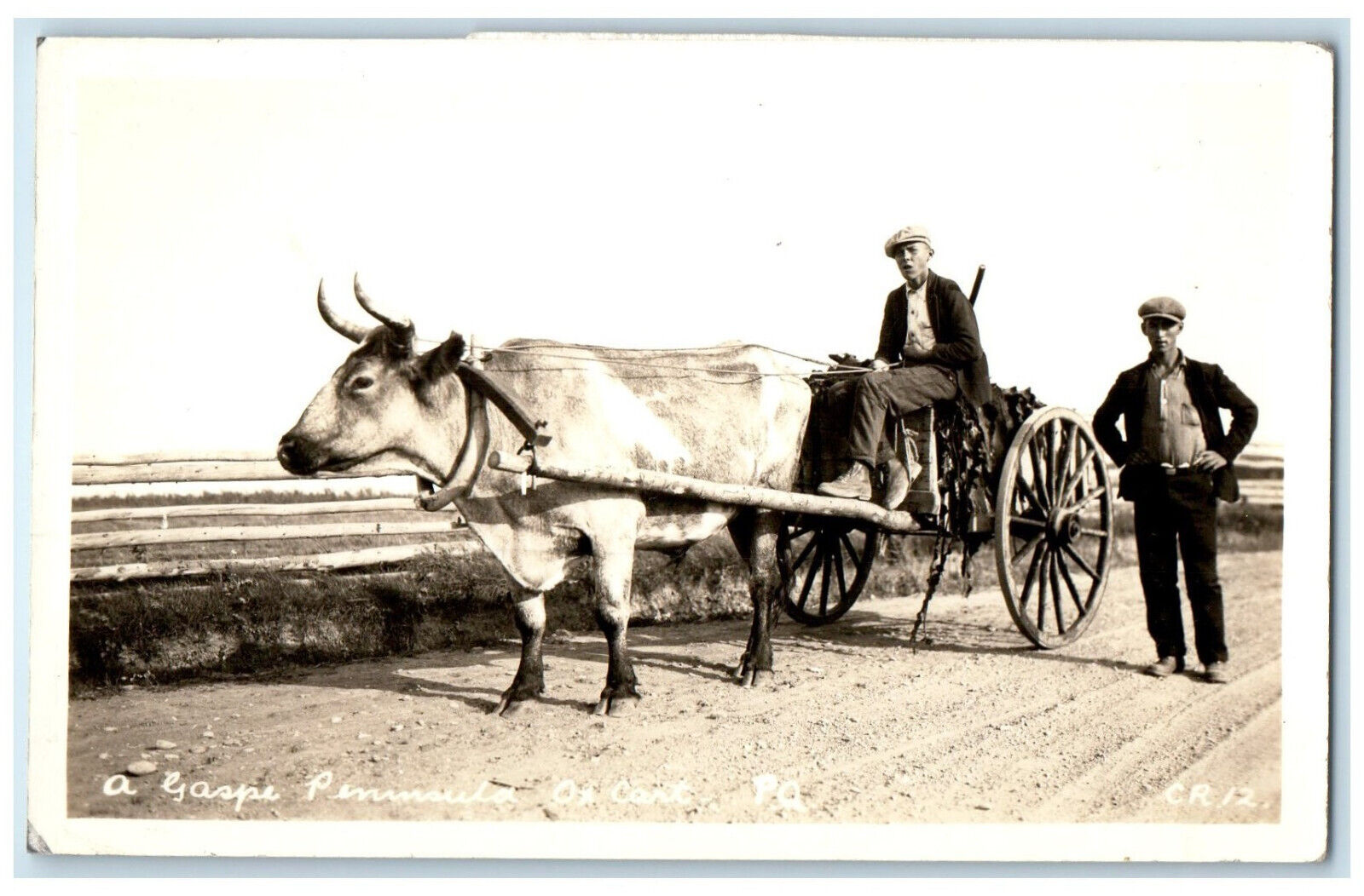 c1940's A Gaspe Peninsula Ox Cart Quebec Canada RPPC Photo Vintage Postcard