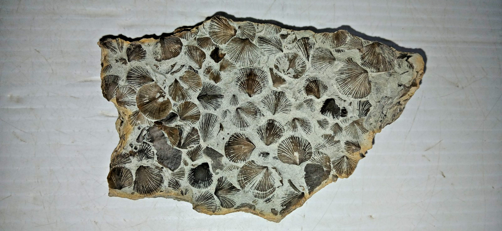 Brachiopod Cluster Fossil Plate