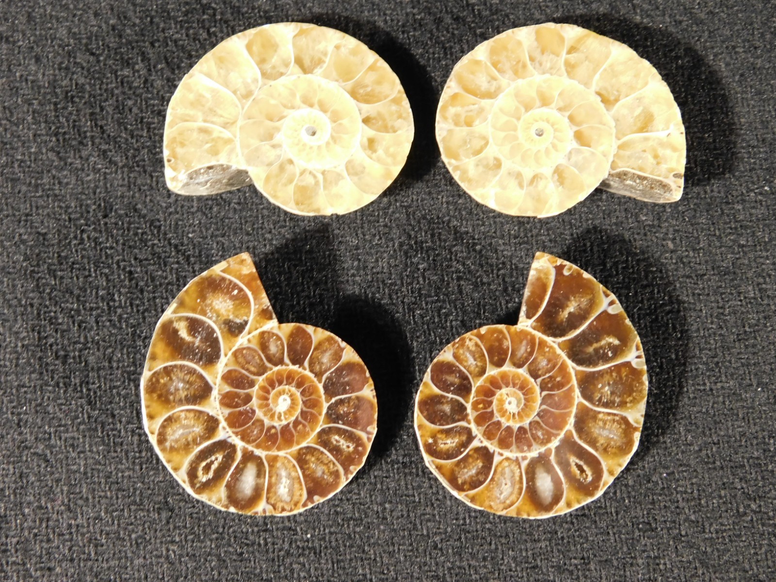 Two Small Split and Polished NAUTILUS Fossils 100% Natural Madagascar 4.92