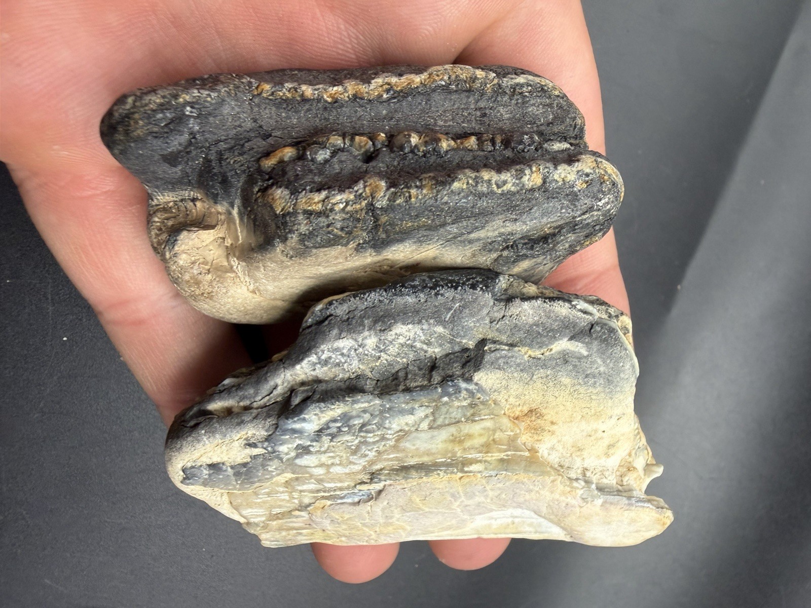 Partial Fossil Mammoth Teeth - Venice Beach Finds 