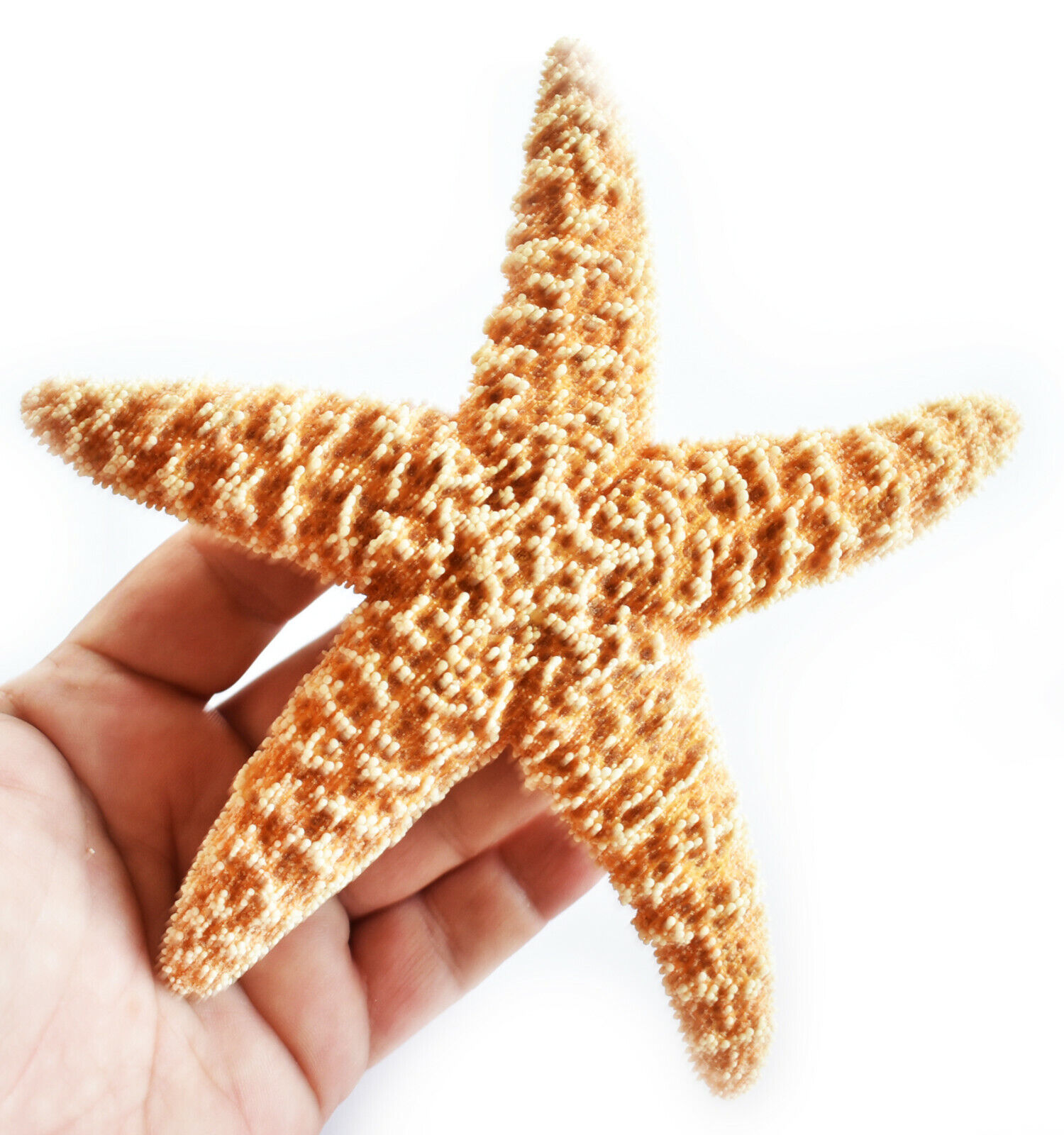 One (1) Sugar Starfish 6-8\