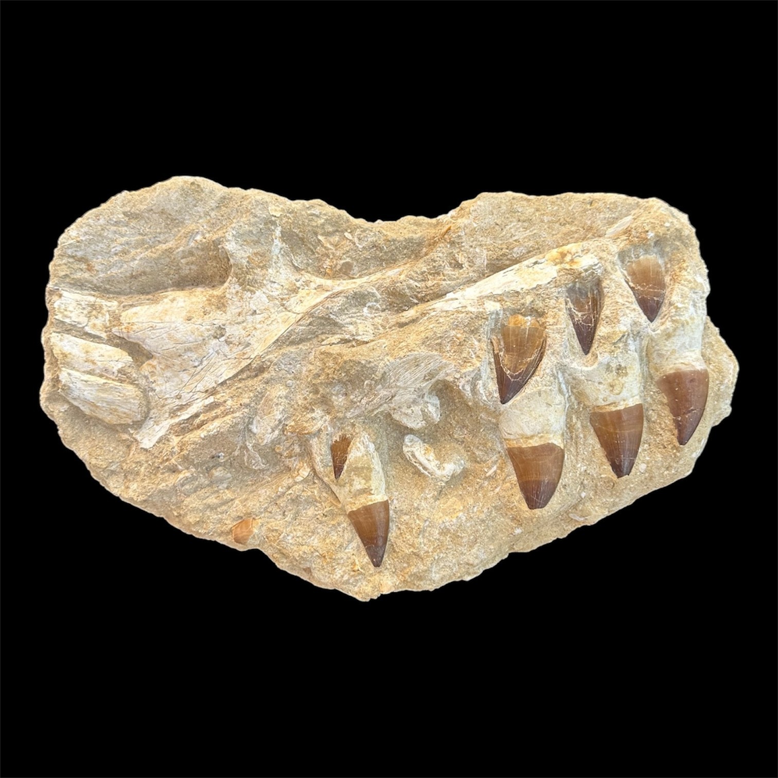 Exceptional Mosasaurus Jaw Fossil in Matrix with Prominent Emerging Teeth