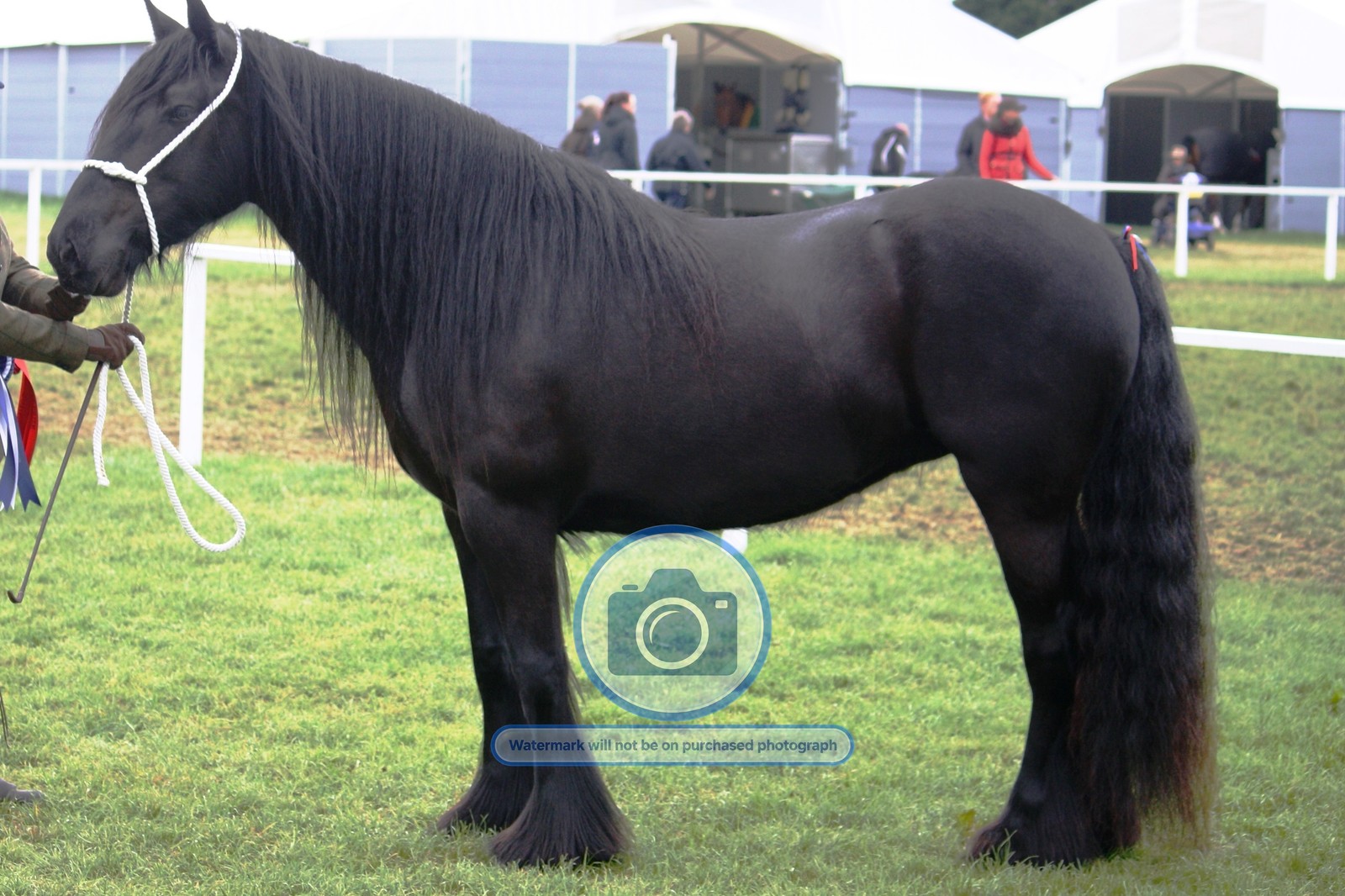 DALES PONY MARE YORKSHIRE DALES ENGLAND 4 YEAR HORSE 4X6 PHOTO