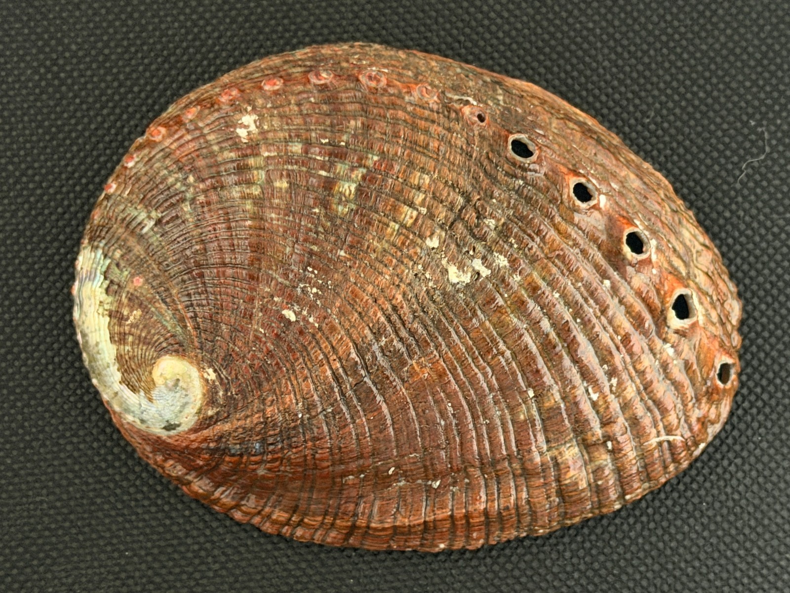 HALIOTIS KAMTSCHATKANA ASSIMILIS: LARGER THAN MY LAST OFFERINGS @ 103.11MM