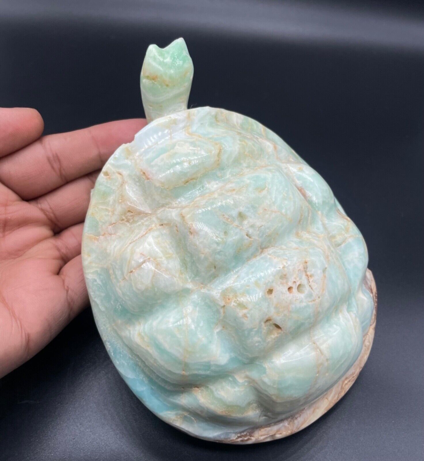 Very unique Blue Caribbean/Aragonite Turtle from Afghanistan
