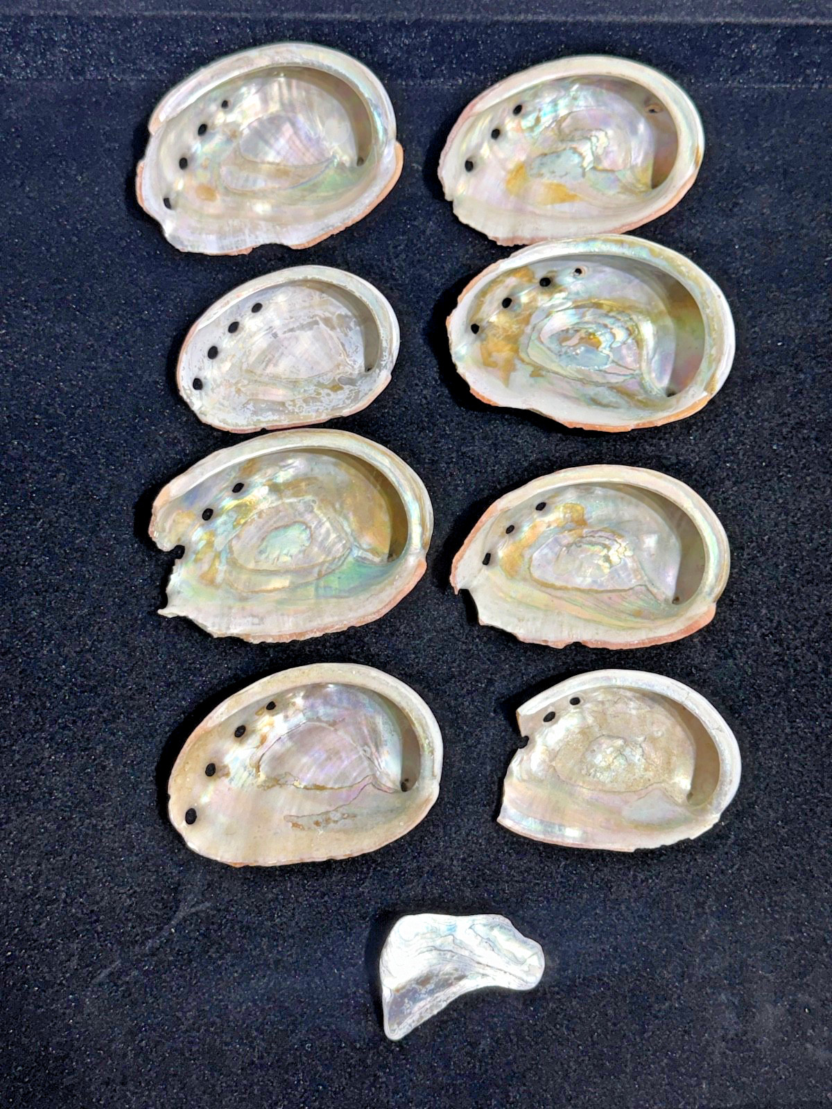 Lot of (8) Vintage Natural Abalone Shells | All Approximately 4\
