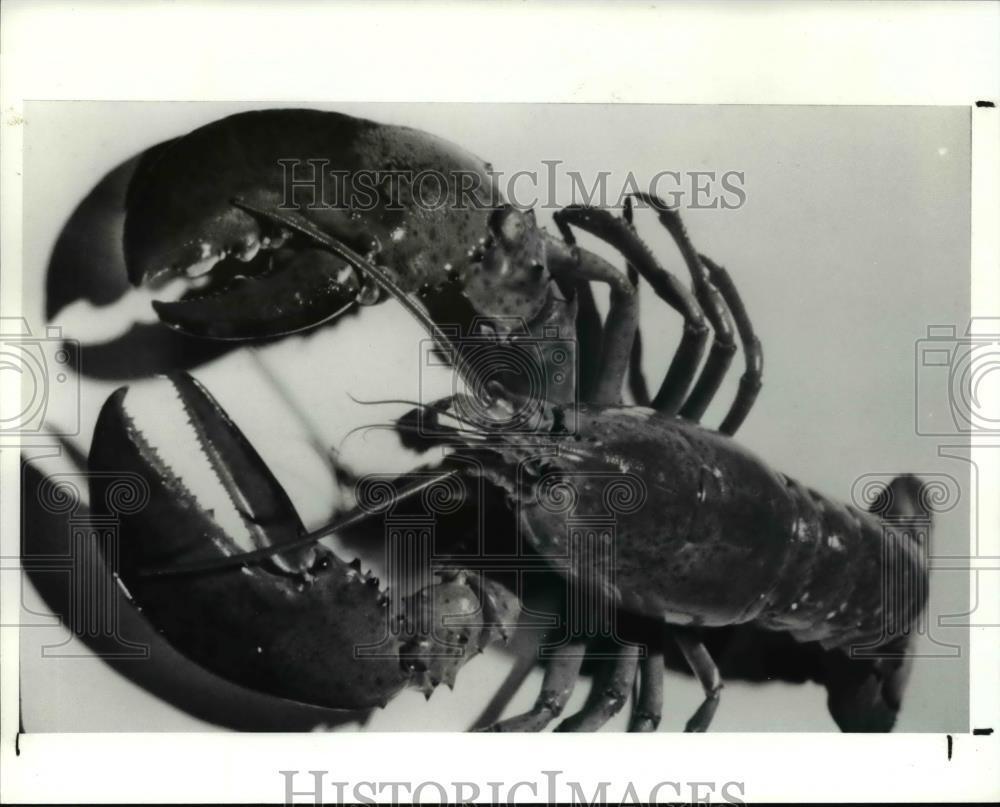 1991 Press Photo The fresh lobster