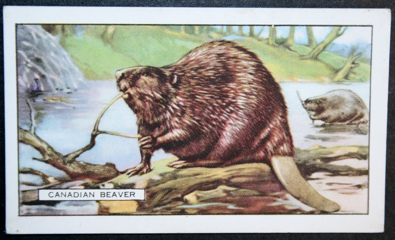 BEAVER    Vintage 1937 Illustrated Wildlife Card  FD15MS