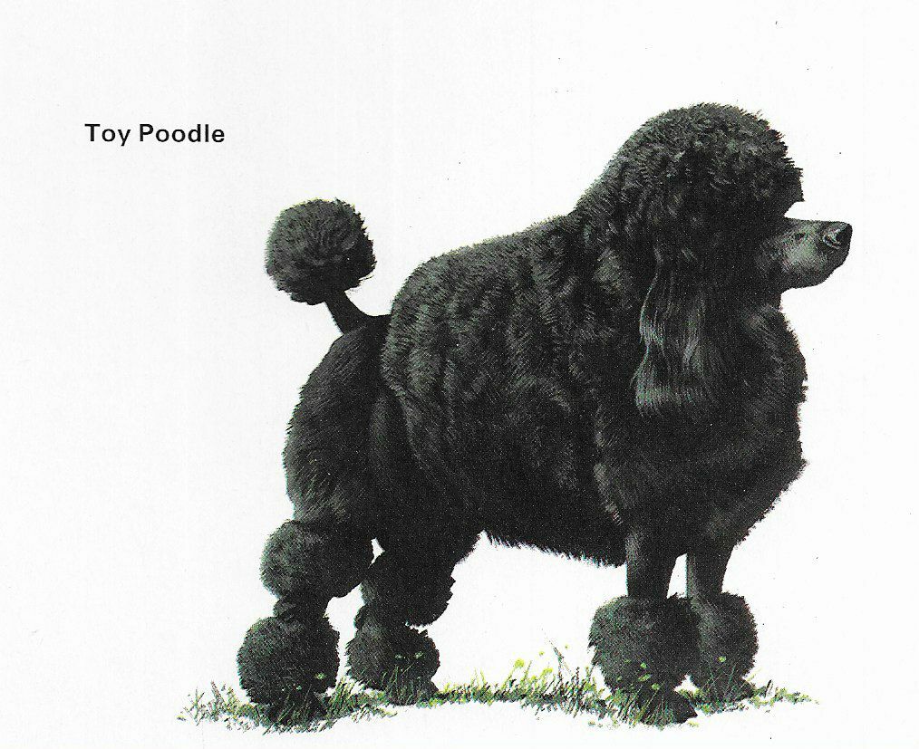 Poodle Toy - CUSTOM MATTED - 1976 Vintage Dog Art Print - Cozzaglio