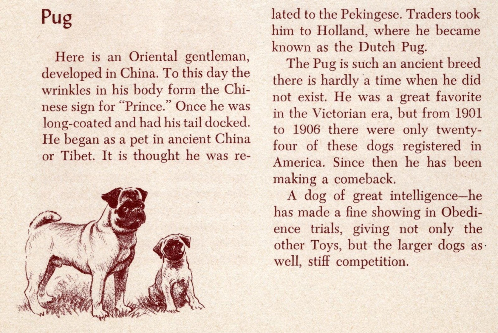 Pug - CUSTOM MATTED - Vintage Dog Art Print - 1954 M. Dennis