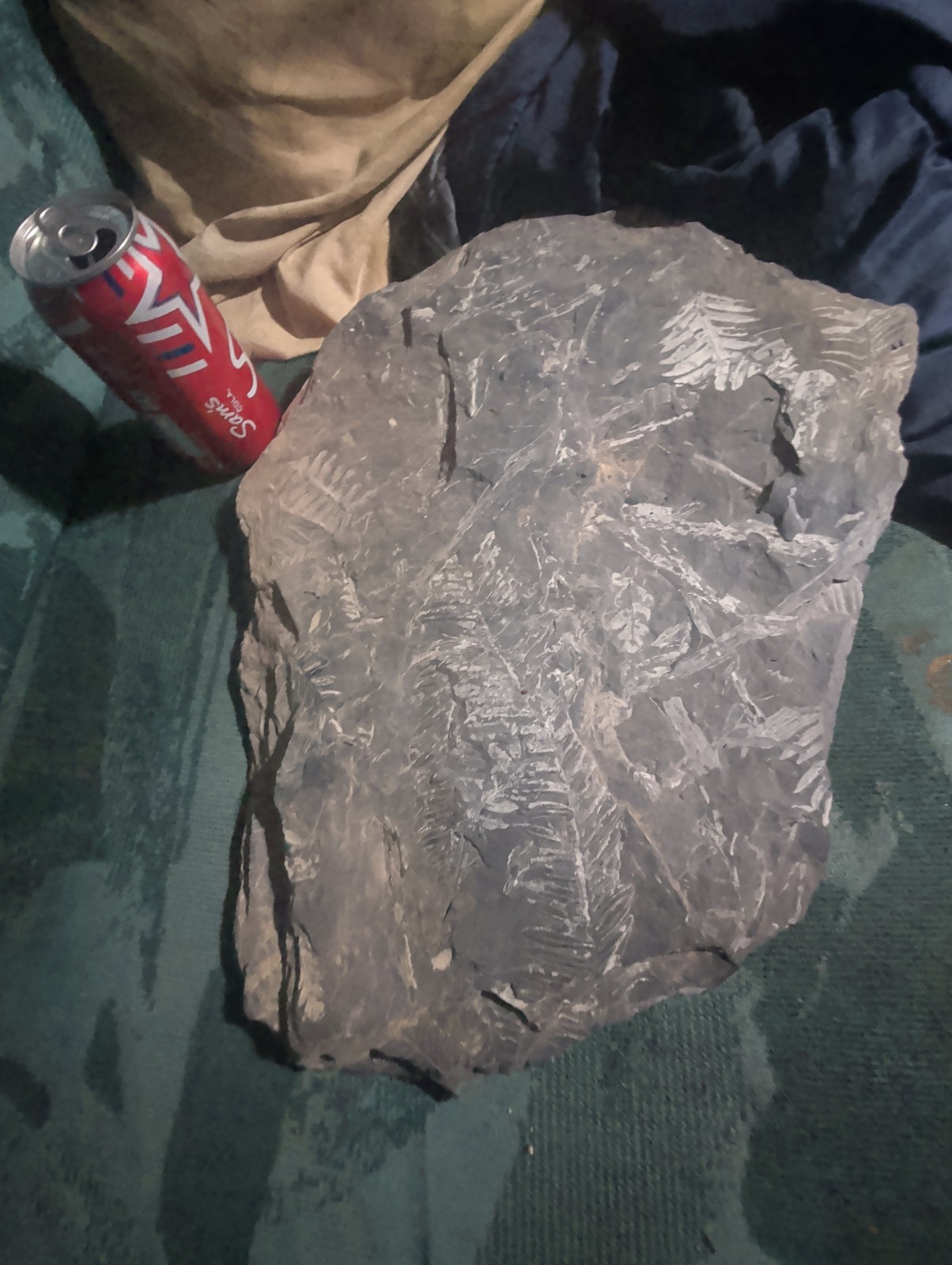 Extinct Fossil Fern Leaf Multi Specimen Plate Pennsylvanian Era Shale Large