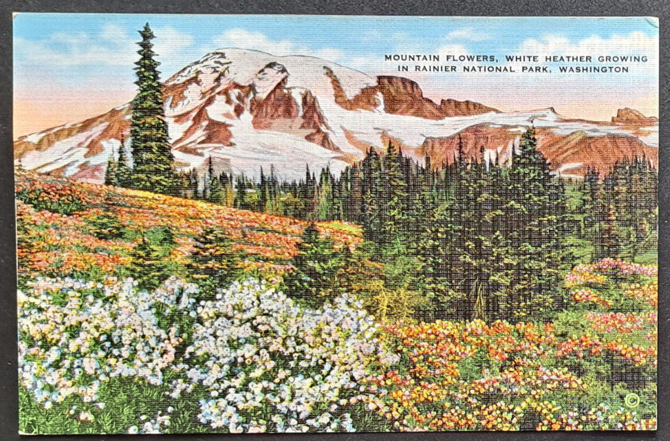 Mt Rainier WA White Heather Wildflowers Linen Postcard Asahel Curtis