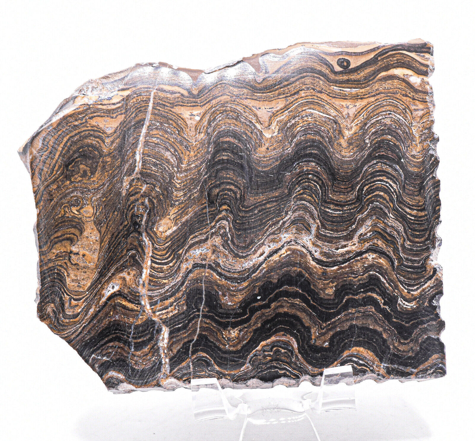 375g Banded Stromatolite Slab Natural Mineral Fossil Crystal Polished Slice Peru