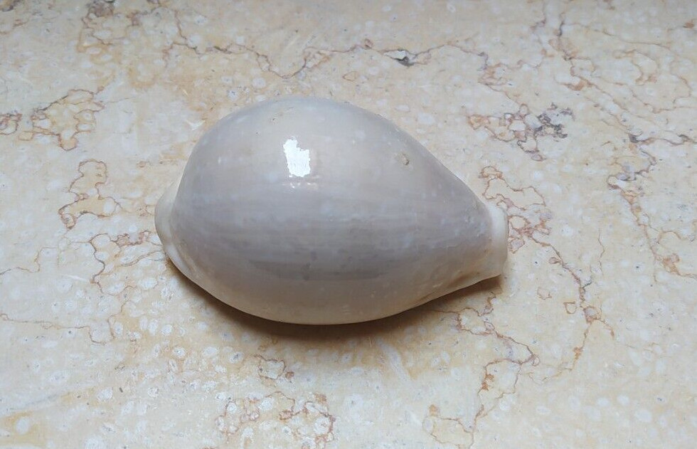 F Cypraea camelopardalis lareg very huge size lyncina sea shell 85.2mm F+++F++