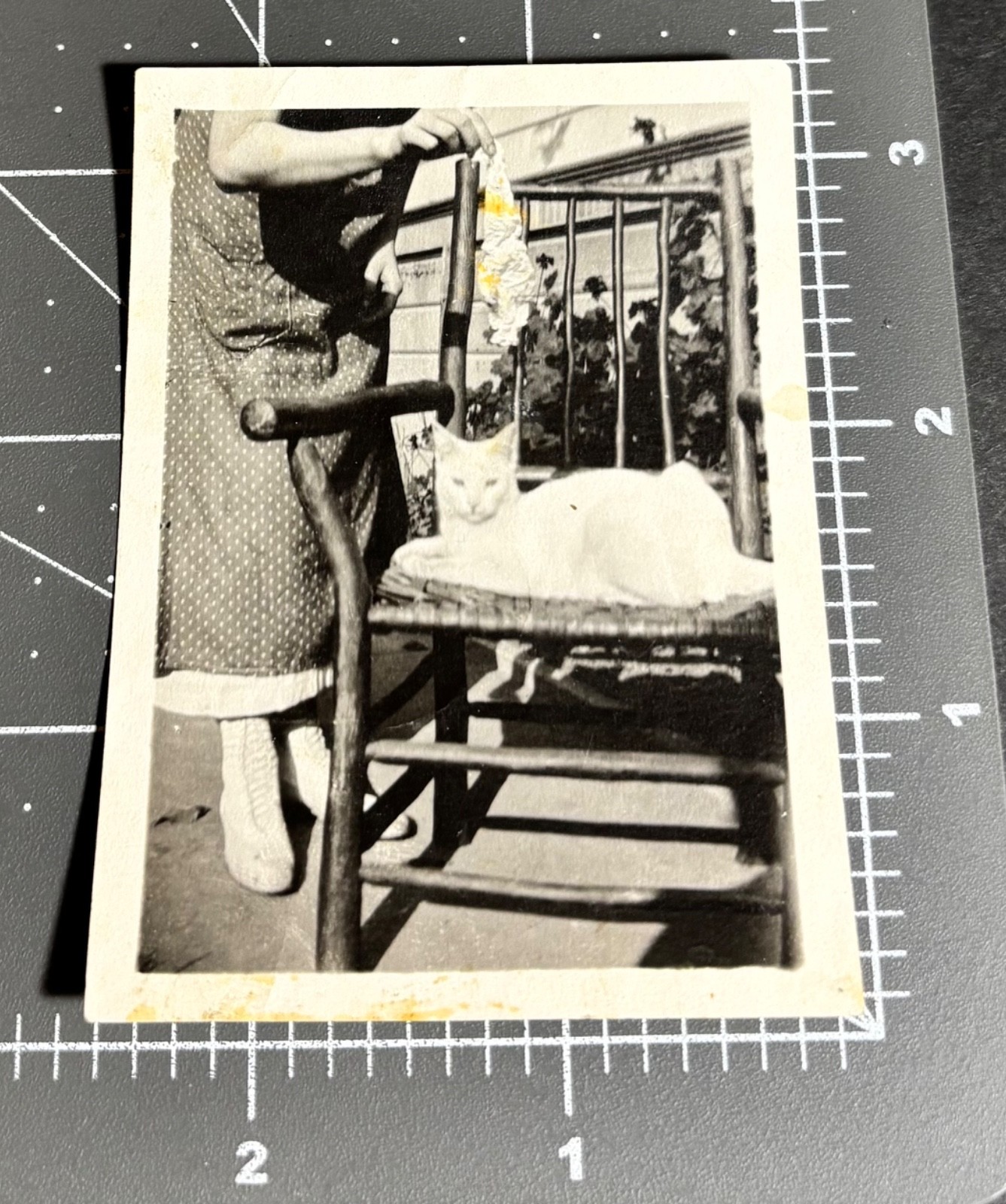 1930s White CAT Woman w/ Rag Over Head Odd Pet Vintage Snapshot PHOTO