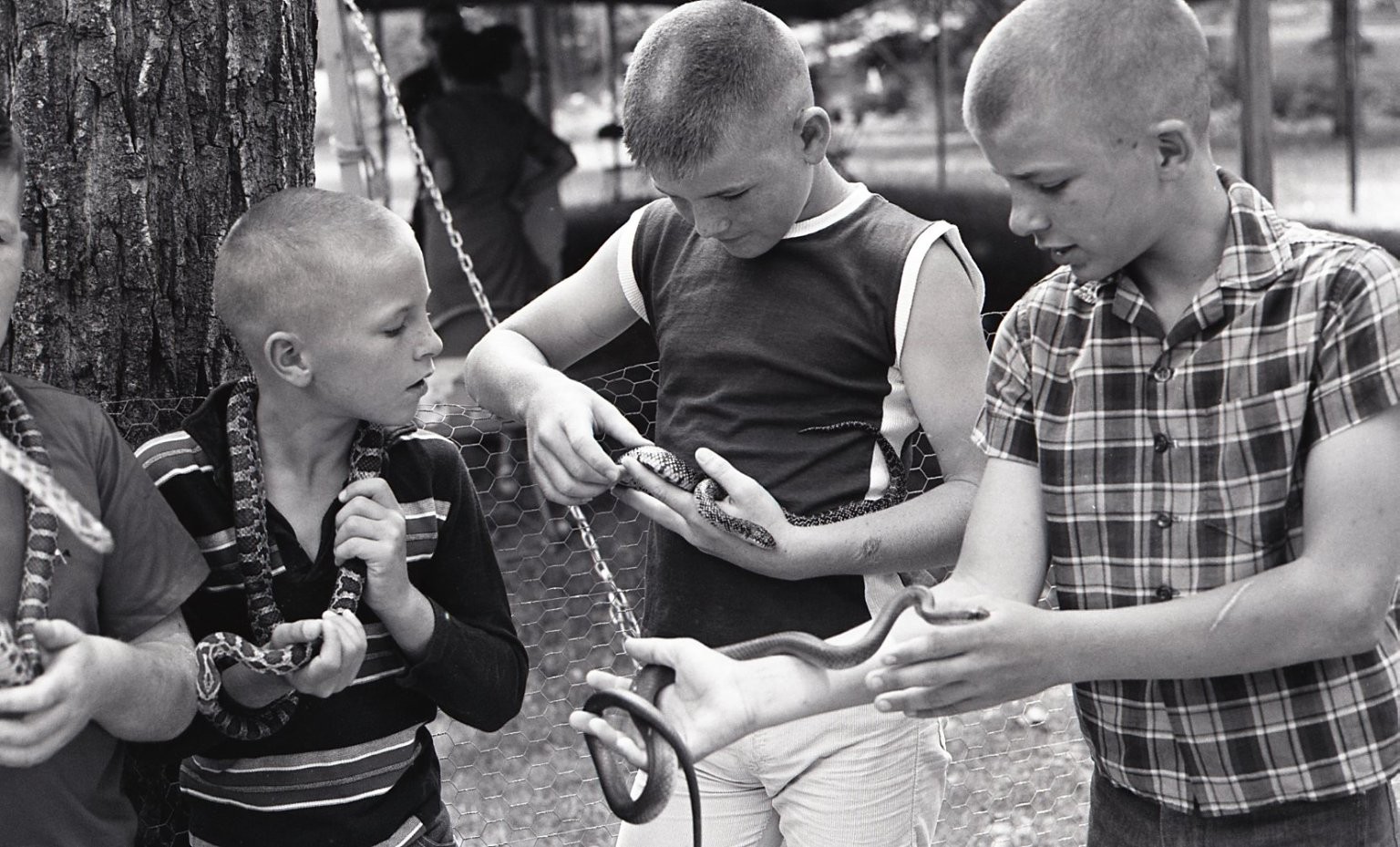 sl47 Negative 1960\'s California  Boys with Snakes 266a