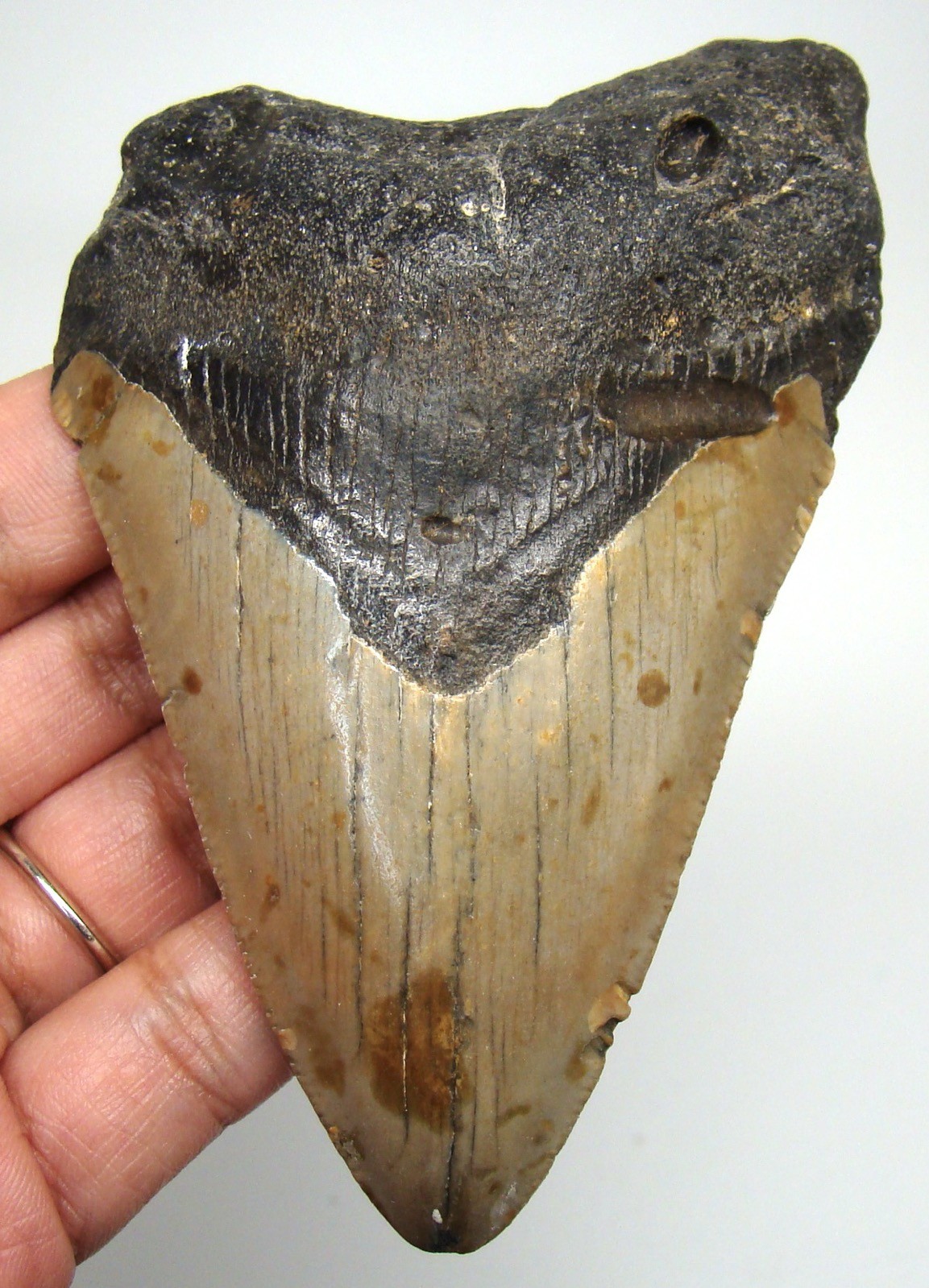 MEGALODON Shark tooth Real Fossil 3.90” Shark teeth NO Restorations No Repairs