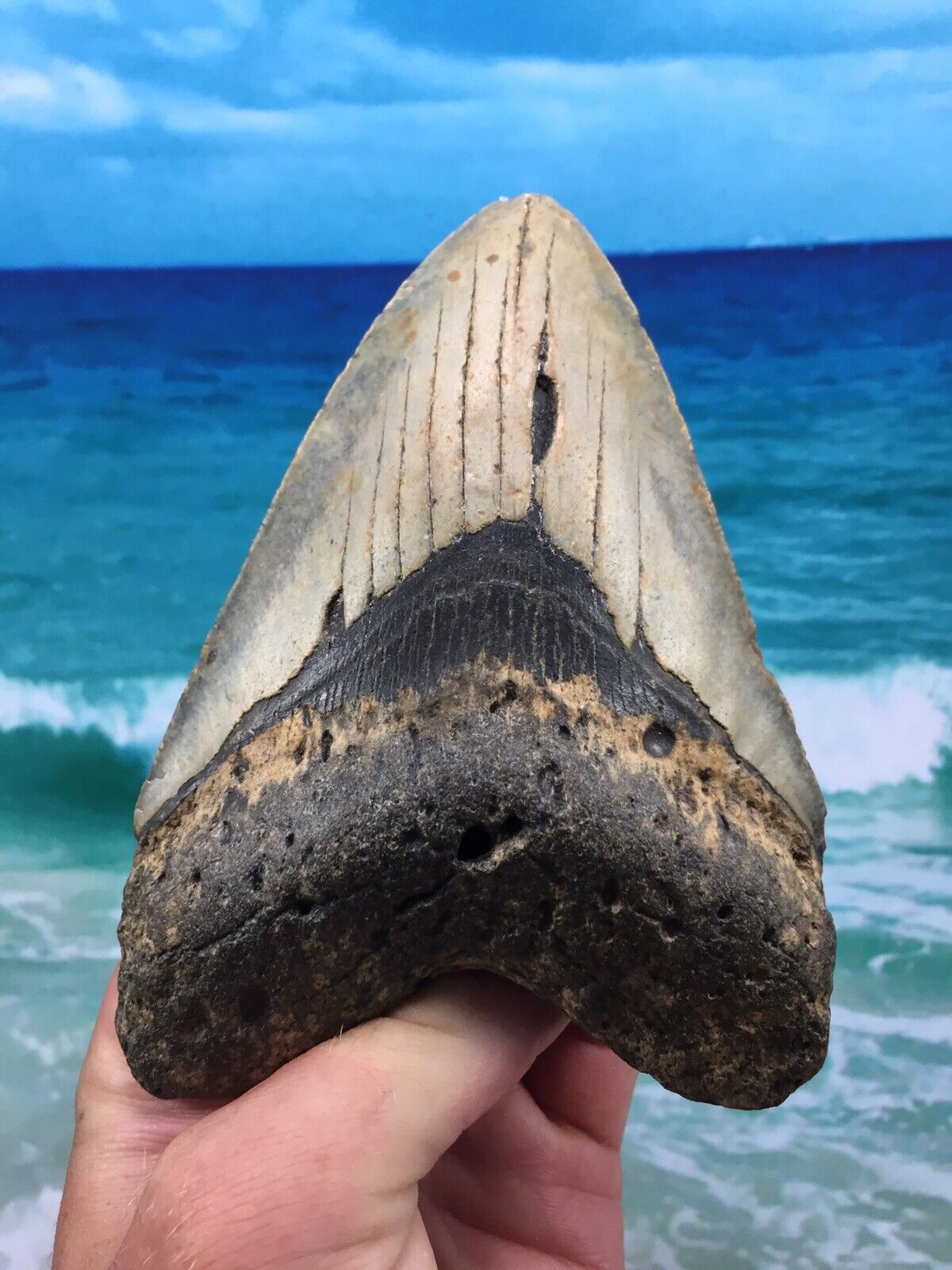 MEGALODON Fossil Orange Shark Teeth Ocean No Repair 5.61\