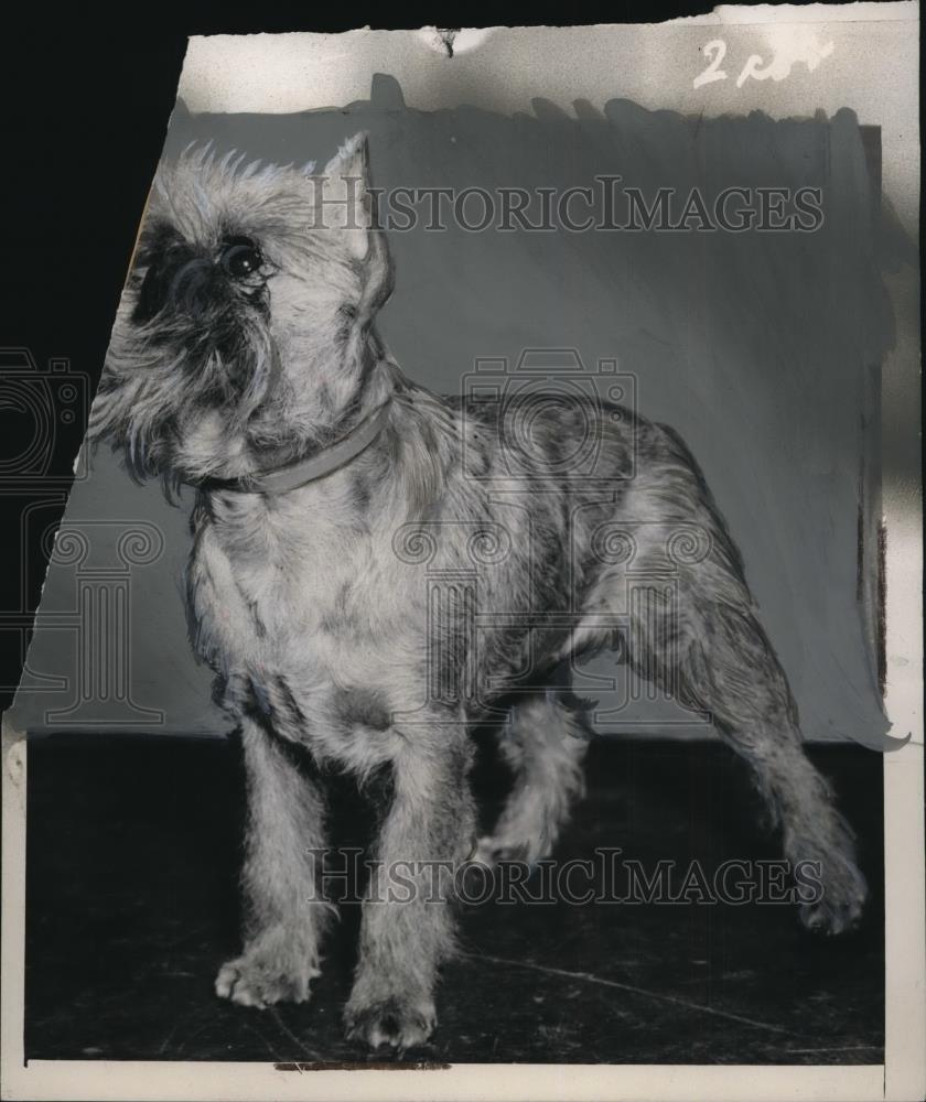 1940 Press Photo Champion Burlingame Hellzapoppin, Griffon Brussels Dog